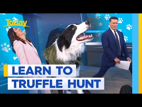 Today hosts learn how to truffle hunt | Today Show Australia