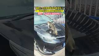 貓咪上一秒剛剛悠閒的跳到車上，下一秒就被暴曬的車皮燙到腳底彈射起飛，貓咪：今日的生活經驗值+1！#shorts