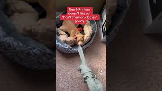 Our new HR intern Cooper doesn’t like our new policy. #hr #hrtribe #coppertheintern #hrintern