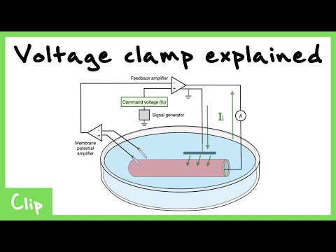 Voltage Clamp Explained (Tetrodotoxin And Tetraethylammonium) | Clip