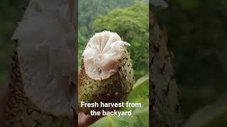 fresh fruits from the backyard #bukidlife #provincelife #provincelifeinthephilippines #mountains #