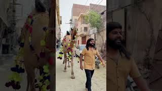 Isharo pe chalta mashallah 😍❤️#camel #ytviral #bakraeid #animals #petlover #pets #viralvideo