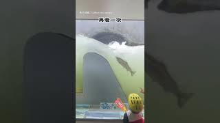 【課文照進現實！】魚道觀察室看鮭魚逆流 超特別的體驗！｜日本｜鮭魚｜逆流｜洄游｜北海道｜動物｜觀察
