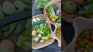 BIG Harvest! #harvest #gardening #growyourownfood #harvesttime #homegardening #garden