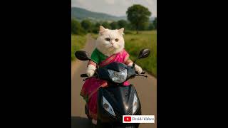Meri Kali activa da | Billi chalii apni activa lekar  #desiai