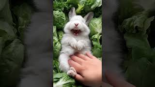 This Rabbit 🐇 is Cute When it Laughs 😂 Part 2 #cuterabbit #cuteanimal #cutepet  #cutebunny