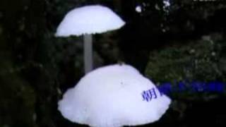 庄子逍遥游朗读