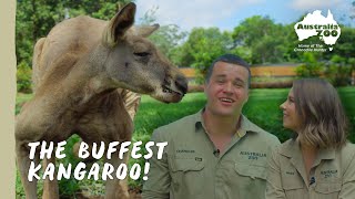 Who needs the gym when you're a kangaroo! | Australia Zoo Life