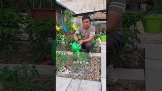 開花多才能結果多，開花及時追施骨粉肥，開花多掛果多，還能避免後續裂果爛果#番茄種植 #蔬菜種植 #骨