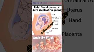 Week 33 of pregnancy🥰#baby #viral #pregnancy #shorts #fetaldevelopment #pregnant #babygrowth ♥️♥️🙏🙏