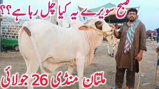 Today Fresh Multan Cow Mandi 26 July Video Khere Bachre | Cholistani || Global Village Farming