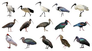 Ibis Birds Part 1 | Ibis Species Part 1