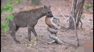 IMPALA BABY TRIES ESCAPING PYTHON & HYENA2