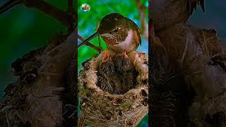 hummingbird mom with her cute little babies ❤️❤️😘#shorts #amazingwildlife