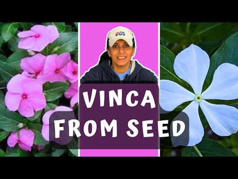 Grow Vinca From Seed | Sowing Vinca Seeds || Budget Gardening