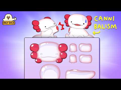 Axolotls are gummies. [Popin Cookin]