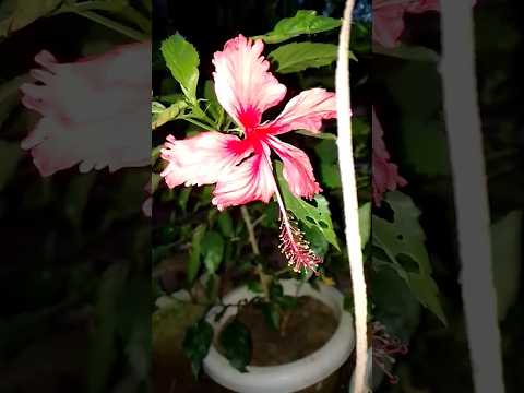 Hibiscus plant #powerful tips #flowering #gardening