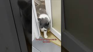 #cat #short Will cat protect owner? #cutecat #cat #catknowledge #catlover #catso