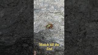 struggling bug #bug #buglife #natue #bugphotography