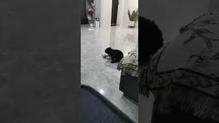逆天狗子，大家有同款迷惑行为的狗子吗。#萌宠日常记录 #狗狗的迷惑行为 #傻狗的日常 #这只狗子简直成精了 #谁家还没个傻狗