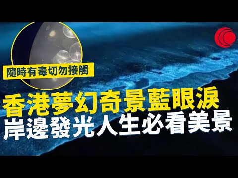 一線搜查｜香港夢幻奇景藍眼淚 岸邊發光人生必看美景 隨時有毒切勿用手接觸 ｜大埔名物臭屁蟲？臭味驚人每年持續出現｜737集 ｜有線新聞 黃愷怡｜ #一線搜查 ｜HOYTV 77台 #hoytv