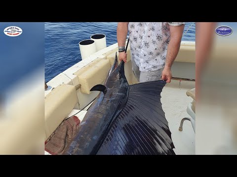 Escualo Sport Fishing in Mazatlan, Pez Vela
