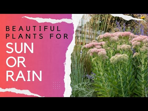 These Perennials Will Survive Any Summer. And they're beautiful!