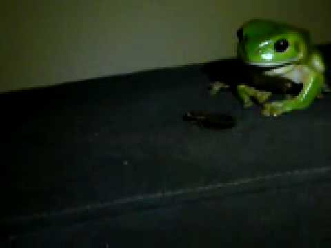 My Nightly Visitor - Green Tree Frog Snacking On Woodie