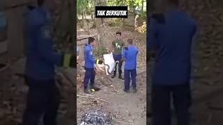ular sawa tak berkutik sikat ayam #shortvideo #kalsel #ularbesar #ularsawa