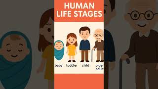 Human life stages vocabulary in English 🌲 New born, child, teen and Adult  |  #shorts #trending