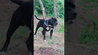 pitbulldog || WhatsApp status || Attitude video || kptaan new song kikli || #shortsvideo