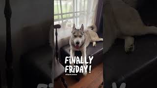 Happy Friday! #walterthehusky #dogshorts #ilovemydog #huskylife #huskies