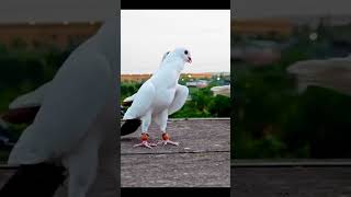Duniya ka sabse mahanga kabutar #pigeon #bird #kabootar #fancypigeon  #Youshorts #lover