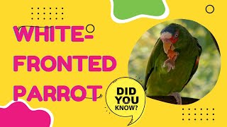 white-fronted amazon facts
