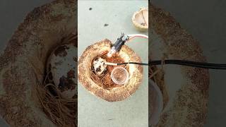 How to make  incubator #youtube #egg #experimnent #diy #youtube #shorts #hatching
