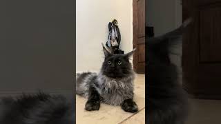 How to snatch a Maine Coon cat #bigcats #cat #catbreed #pets #mainecooncats #animallovers