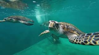 Wild sea turtles return to nest in reserve in Guangdong
