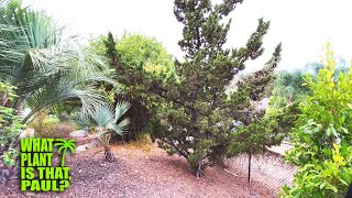 Juniperus Chinensis (Hollywood Juniper) its TWISTED, RUSTIC form makes this a GREAT Landscape Accent