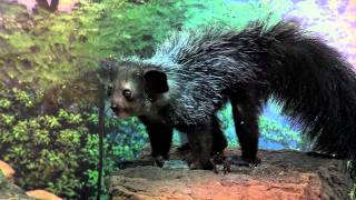 Zoo View Aye-aye - Cincinnati Zoo