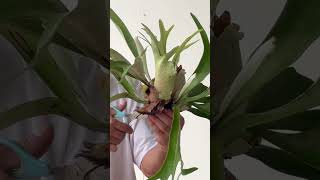 鉢植えビカクシダ株分け方法（ダイジェスト）