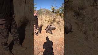 400lb blue wildebeest