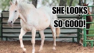 Auction horse rescue ~ 8 months later!  ❤️ Pearl update