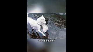 流浪狗的窝被洪水淹没，狗妈妈跳进洪水救孩子 一个都不能少！小白伟大的母爱故事感动了无数人！# 正能量 # 母爱 #流浪狗 #感人