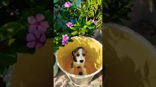 Candy - The Beagle, Cuteness overloaded 🐕 #shorts