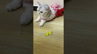猫咪表演在“装死”太搞笑了😂 #猫咪 #萌宠出道计划 #戏精猫 #萌宠出道计划 #猫咪 #喵哥是萌新