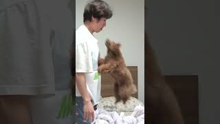 오늘도 개한테 지고 말았습니다ㅋㅋㅋ