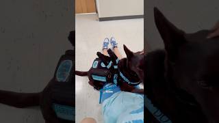 Owner-Training a Service Dog #servicedog #assistancedog #servicedogs #assistancedogs #dogs #cutedogs