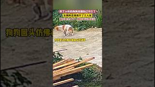养了20年的狗狗知道自己不行了，东倒西歪地离开了主人家，最后回头看了一眼后向远方走去，让人泪目！#chinese #china #society #vlog #shorts #dog #life