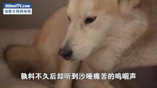 加拿大“武松”为救爱犬猛击美洲狮