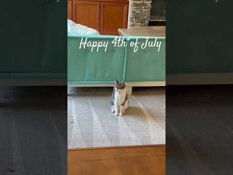 Happy 4th!! #shortvideo #shorts #cat #catshorts #animals